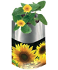 Pflanz T�te